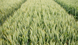 WEBINAR: Can a managed approach to lower inputs create a cost effective, productive arable enterprise?